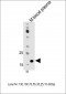 Mouse Apom Antibody (Center)